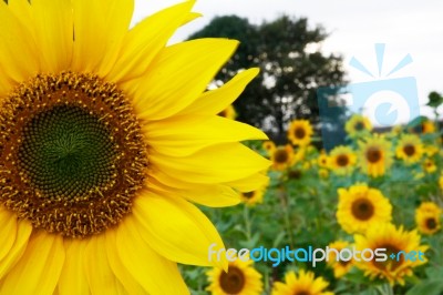 Field Of Sunflowers Stock Photo