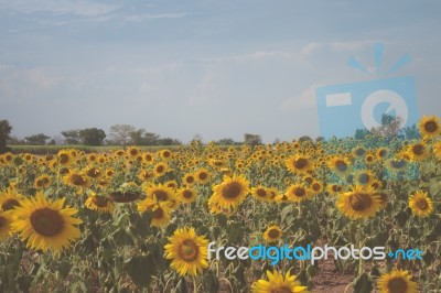 Field Of Sunflowers With Blue Sky. A Sunflower Field At Sunset,w… Stock Photo