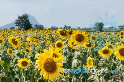 Field Of Sunflowers With Blue Sky. A Sunflower Field At Sunset,w… Stock Photo