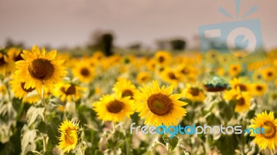 Field Of Sunflowers With Blue Sky. A Sunflower Field At Sunset,w… Stock Photo