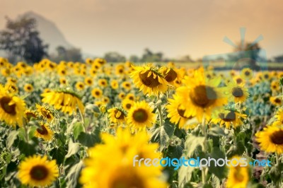 Field Of Sunflowers With Blue Sky. A Sunflower Field At Sunset,w… Stock Photo