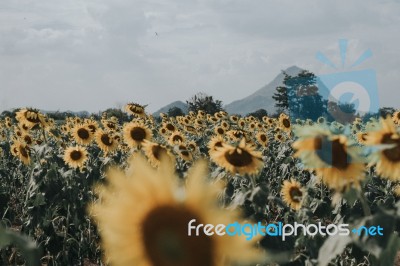 Field Of Sunflowers With Blue Sky. A Sunflower Field At Sunset,w… Stock Photo