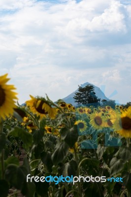 Field Of Sunflowers With Blue Sky. A Sunflower Field At Sunset,w… Stock Photo