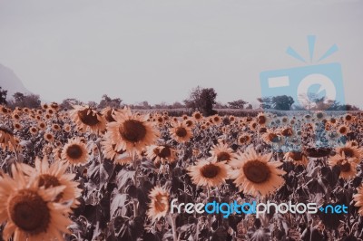 Field Of Sunflowers With Blue Sky. A Sunflower Field At Sunset,w… Stock Photo