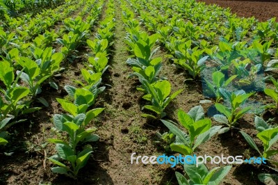 Field Of Tobacco Stock Photo