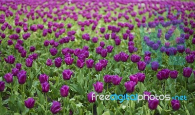 Field Of Tulips Stock Photo