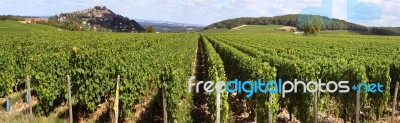 Field Of Vines Stock Photo