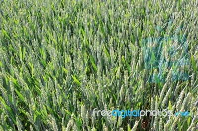 Field Of Wheat Stock Photo