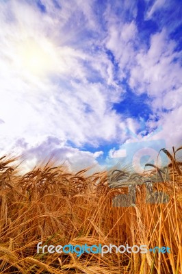 Field Of Wheat Dramaticl Cloudy Blue Sky Stock Photo