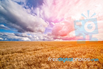 Field Of Wheat Dramaticl Cloudy Blue Sky Stock Photo