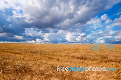 Field Of Wheat Dramaticl Cloudy Blue Sky Stock Photo