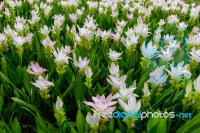 Field Of White Siam Tulip Flower Stock Photo