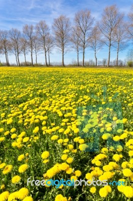 Field Of Yellow Dandelions In Grass With Tree Line Stock Photo