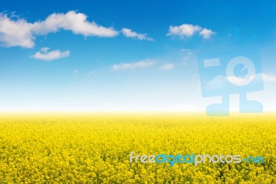 Field Of Yellow Flowers And Blue Sky Stock Photo