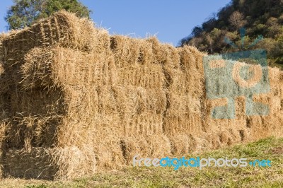 Field With Bales Of Hay Stock Photo