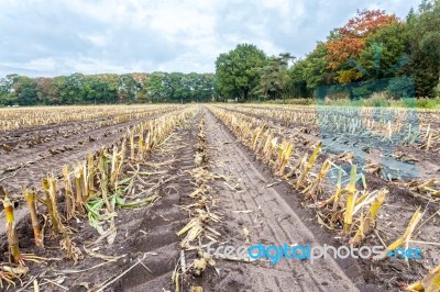 Field With Rows Of Corn Stubbles In Autumn Stock Photo