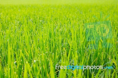 Fields Of Green Stock Photo