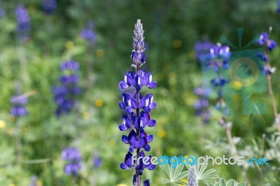 Fields Of Lupines Stock Photo