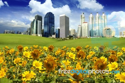 Fields Of Sunflower In The City Stock Photo