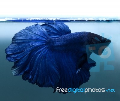 Fighting Fish Stock Photo