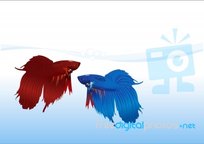 Fighting Fish Stock Image