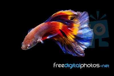 Fighting Fish On Black Background Stock Photo