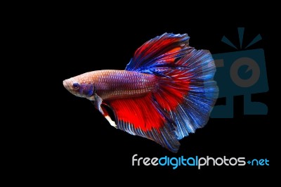 Fighting Fish On Black Background Stock Photo