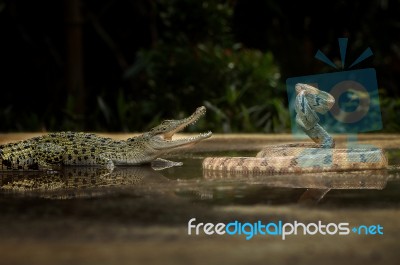 Fighting Over The Territory Stock Photo