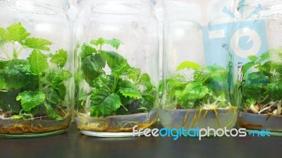 Figs Plant Tissue Culture Bottles Stock Photo