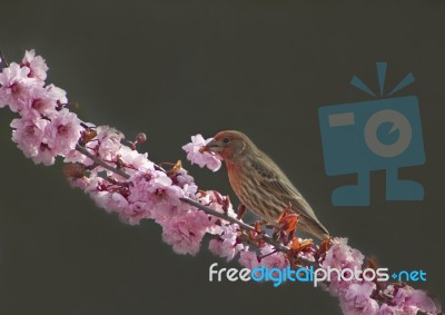 Finch With Flower Stock Photo