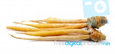 Fingerroot, Kaempfer, On White Background Stock Photo