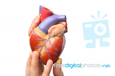 Fingers Showing Model Human Heart On White Stock Photo