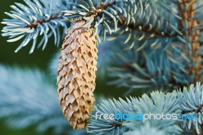 Fir Cone Stock Photo