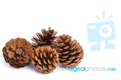 Fir Cones Stock Photo