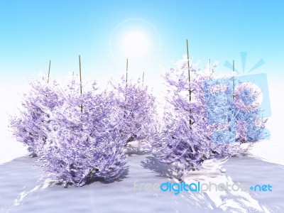 Fir Forest Stock Image