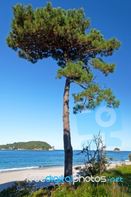 Fir Tree On Hahei Beach Stock Photo