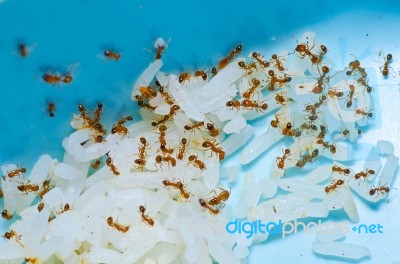 Fire Ants Stock Photo