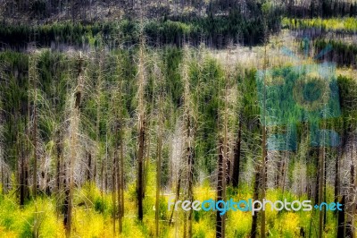 Fire Damaged Trees In Glacier National Park Stock Photo