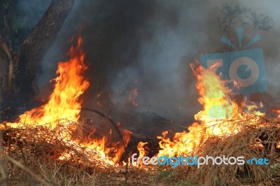 Fire On Dry Grass And Trees Stock Photo