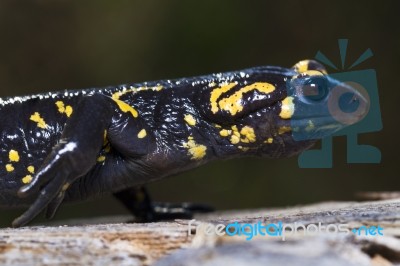 Fire Salamander Stock Photo