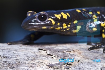 Fire Salamander Stock Photo