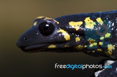 Fire Salamander Stock Photo