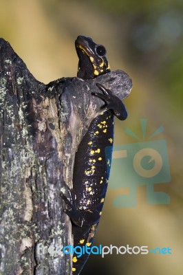 Fire Salamander Stock Photo