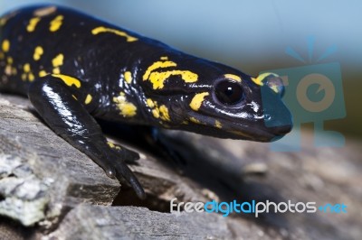 Fire Salamander Stock Photo