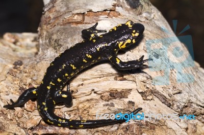 Fire Salamander Stock Photo