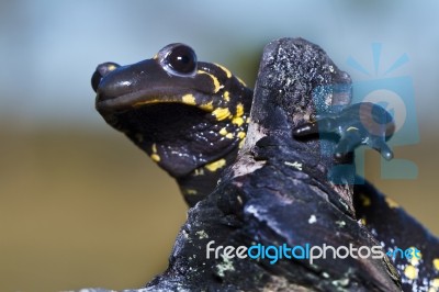 Fire Salamander Stock Photo