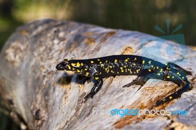 Fire Salamander Stock Photo