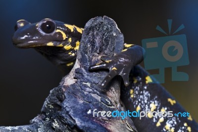 Fire Salamander Stock Photo