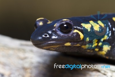 Fire Salamander Stock Photo