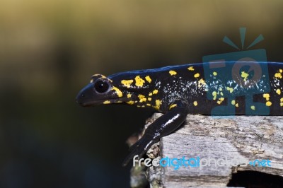 Fire Salamander Stock Photo